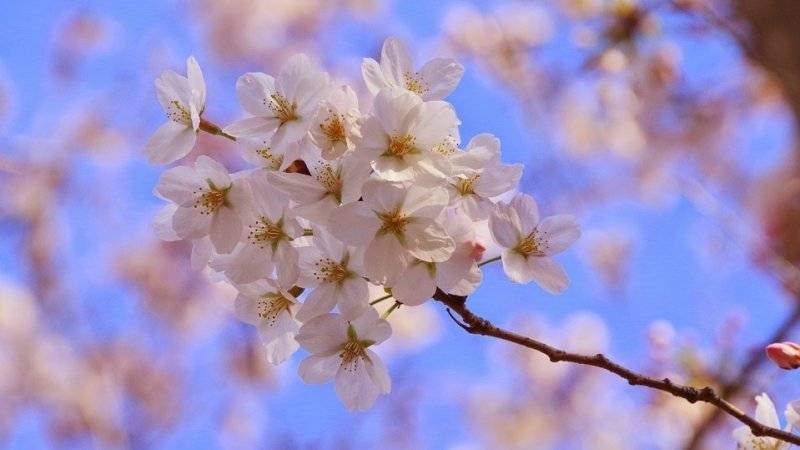 Аномальное потепление вызвало цветение сакуры и сирени в Приморье