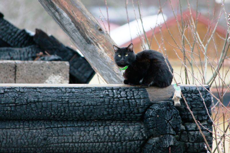 Кошка спасла российскую семью из пожара