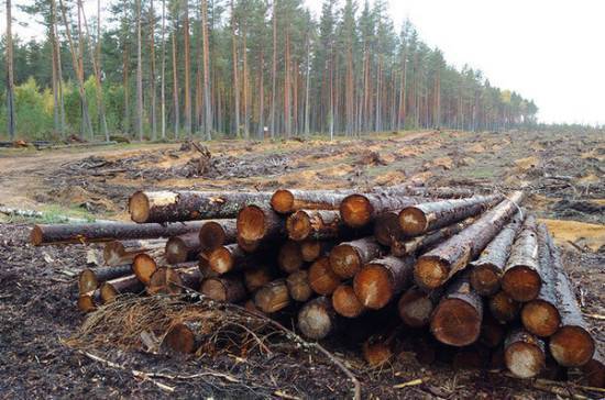 Государство повышает плату за аренду и заготовку леса