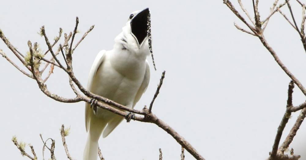 Обнаружена самая горластая певчая птица