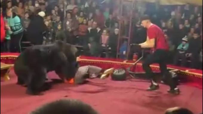 Карелия: Медведь набросился на дрессировщика во время циркового выступления