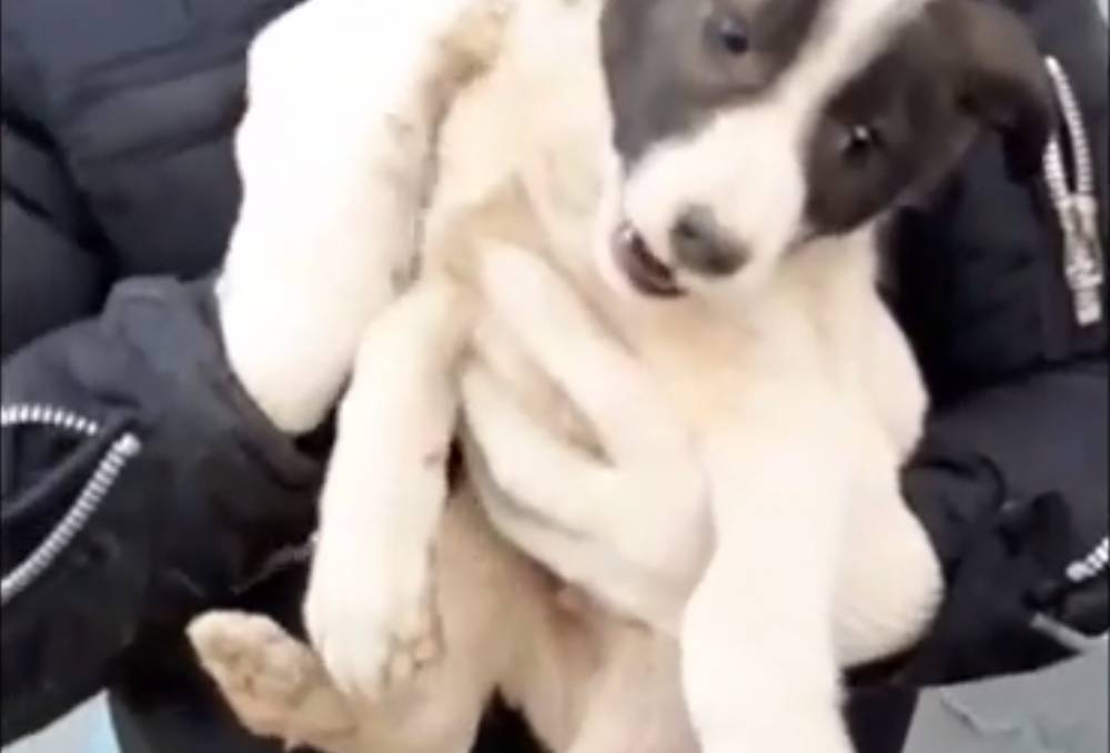 Видео: волонтеры спасли щенка, застрявшего под бетонной плитой