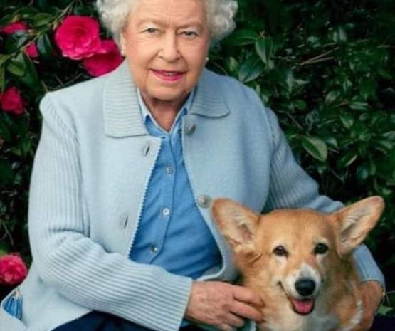 Любимый пес королевы Великобритании служит в нижегородском МВД