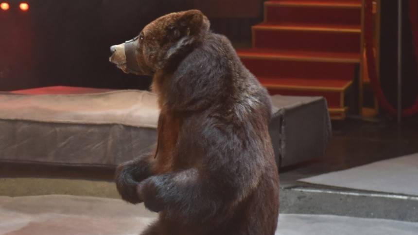 Видео: цирковой медведь напал на дрессировщика во время представления