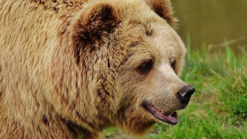 Зрительница рассказала подробности нападения медведя в цирке в Карелии