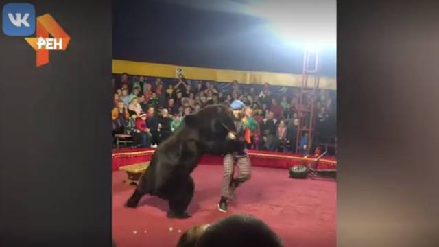 Видео: медведь набросился на дрессировщика перед зрителями в Карелии