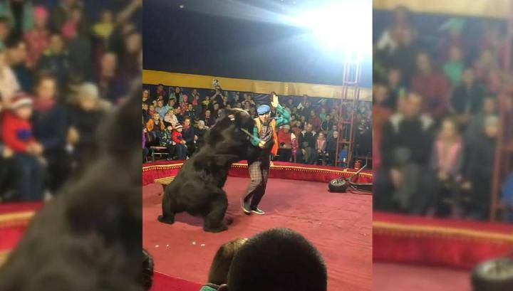 Цирковой медведь атаковал дрессировщика во время представления в Карелии