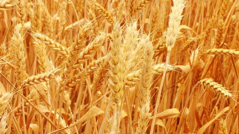 В Ростовской области заявили о росте производства сельхозпродукции на 33% за пять лет