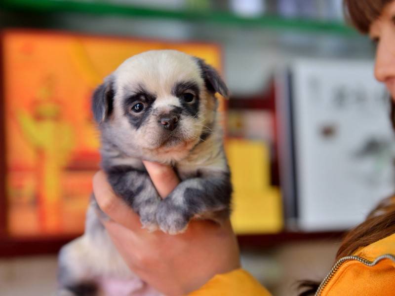 Панды в китайском кафе оказались покрашенными собаками