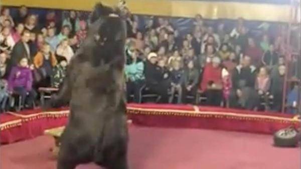 В Карелии медведь напал на дрессировщика в цирке