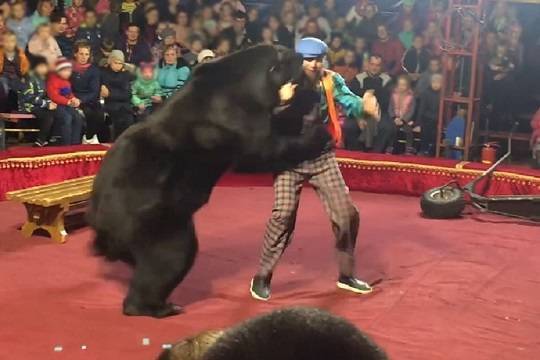 В Карелии медведь набросился на дрессировщика в цирке - versia.ru - Карелия - Олонец