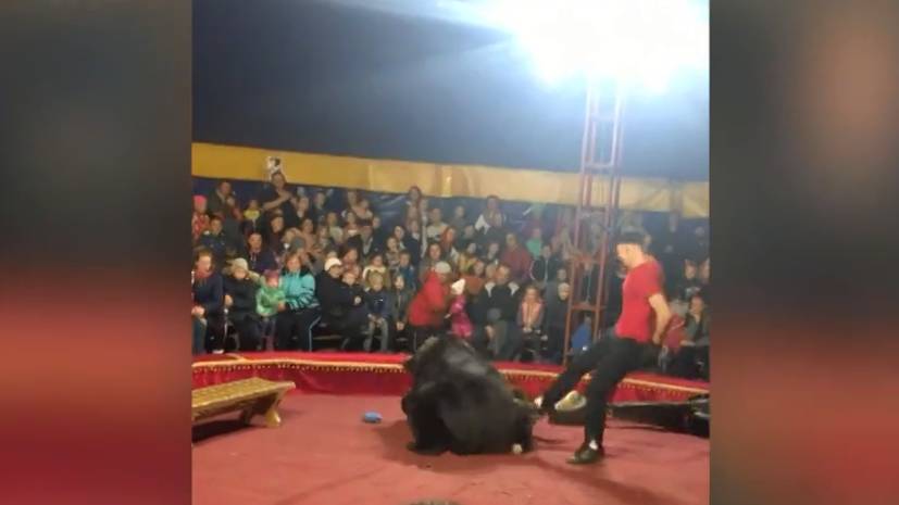 СК возбудил уголовное дело после инцидента с медведем и дрессировщиком в цирке в Карелии