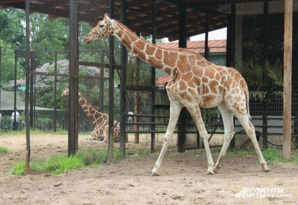 Ленинградский зоопарк 26 октября приглашает гостей в обновленный павильон «Жирафы»