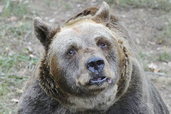 Медведь напал на укротителя в карельском цирке