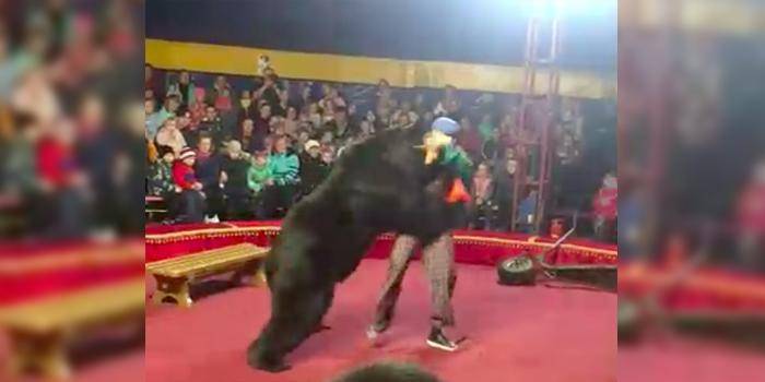 В Карелии цирковой медведь напал на дрессировщика на глазах у зрителей - ruposters.ru - Олонец
