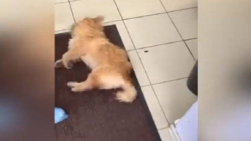 Ветврач осудил клинику в Нижнекамске, отказавшую в помощи умирающему псу