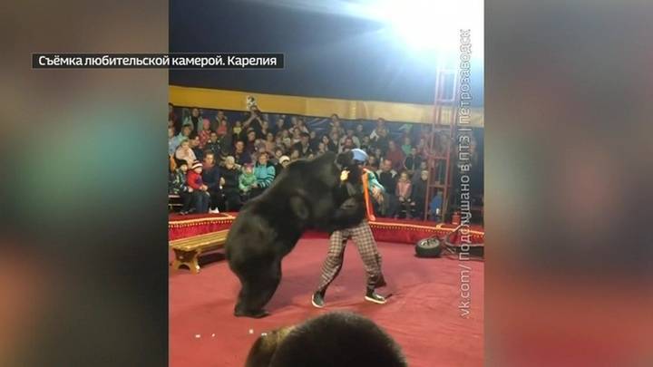 В Карелии цирк исчез после нападения медведя на дрессировщика