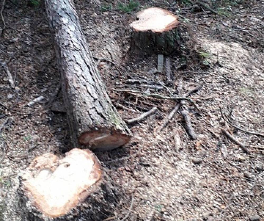 Житель Краснознаменского района незаконно нарубил деревьев на 250 тыс. рублей