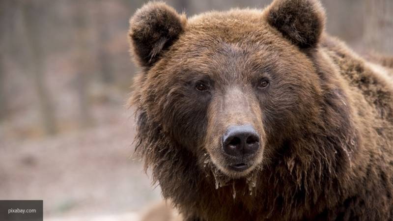 Медведь напал на дрессировщика во время циркового выступления в Карелии