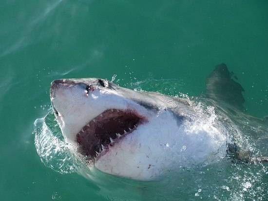 Ученых озадачило «дружелюбие» белых акул