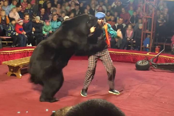 Медведь напал на дрессировщика во время циркового выступления