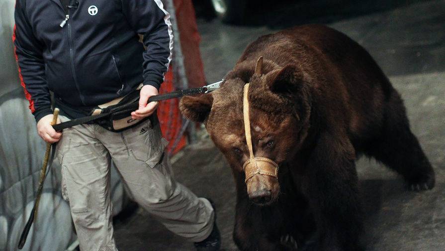 «Закон о жестоком обращении с животными должен применяться и к циркам» — эколог о нападении медведя на дрессировщика в цирке в Карелии