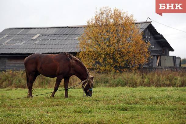 Народный корреспондент: «Табун лошадей совершает набеги на огороды в Усть-Цильме»