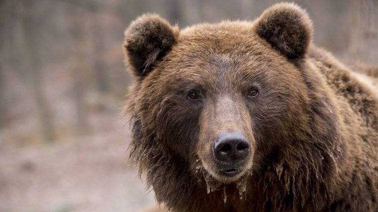 Медведь напал на жителя Кузбасса