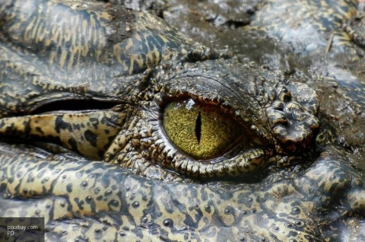 В России обнаружили останки существа, похожего на крокодила