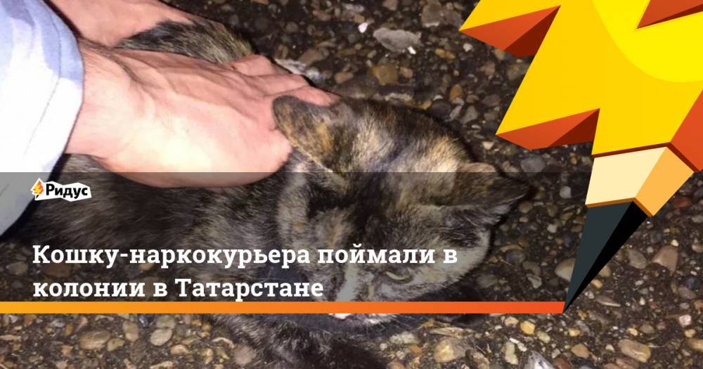 Кошку-наркокурьера поймали в колонии в Татарстане