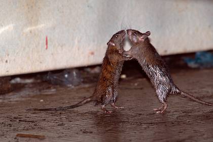Изгнанная из российской многоэтажки стая крыс «захватила» соседний дом