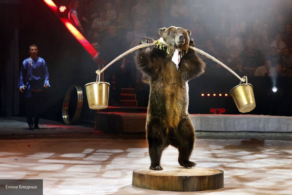 Нападение медведя на дрессировщика прокомментировали в цирке в Карелии