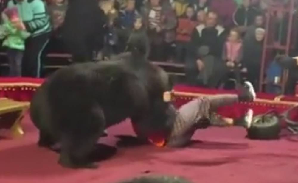 СК проводит проверку после нападения медведя на дрессировщика в цирке