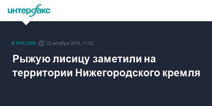 Рыжую лисицу заметили на территории Нижегородского кремля