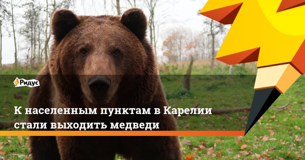 К населенным пунктам в Карелии стали выходить медведи
