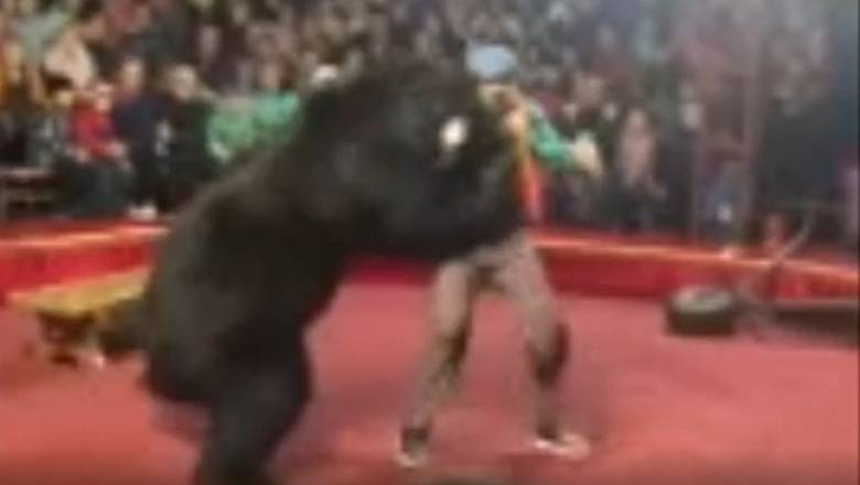 В цирке Карелии медведь напал на дрессировщика