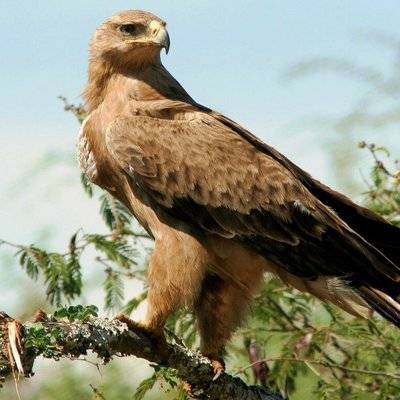 Степной орел разорил российских орнитологов