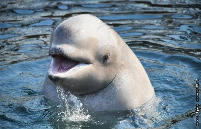 Эксперт заверил, что браконьеры из КНДР не угрожают белухам из "китовой тюрьмы"