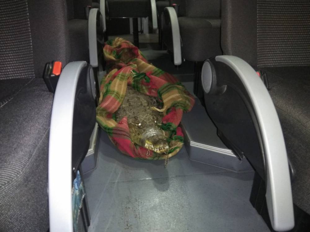 Крокодила, питона и черепаху полицейские перевезли клинику Вологды