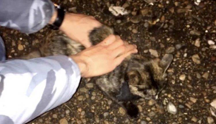 В Татарстане сотрудники колонии поймали кошку-наркокурьера