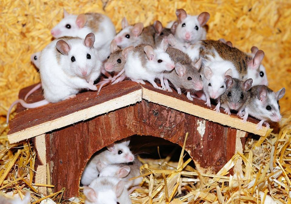 Ученые в США обучили крыс водить маленькие машинки - Cursorinfo: главные новости Израиля