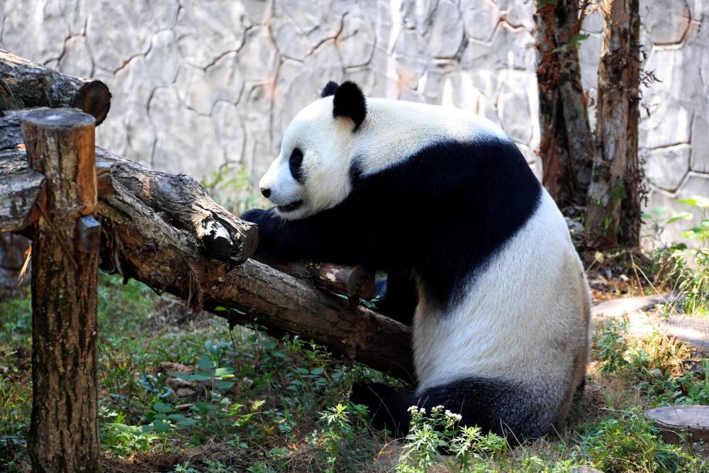Видео: китайская панда крушит дерево в Московском зоопарке