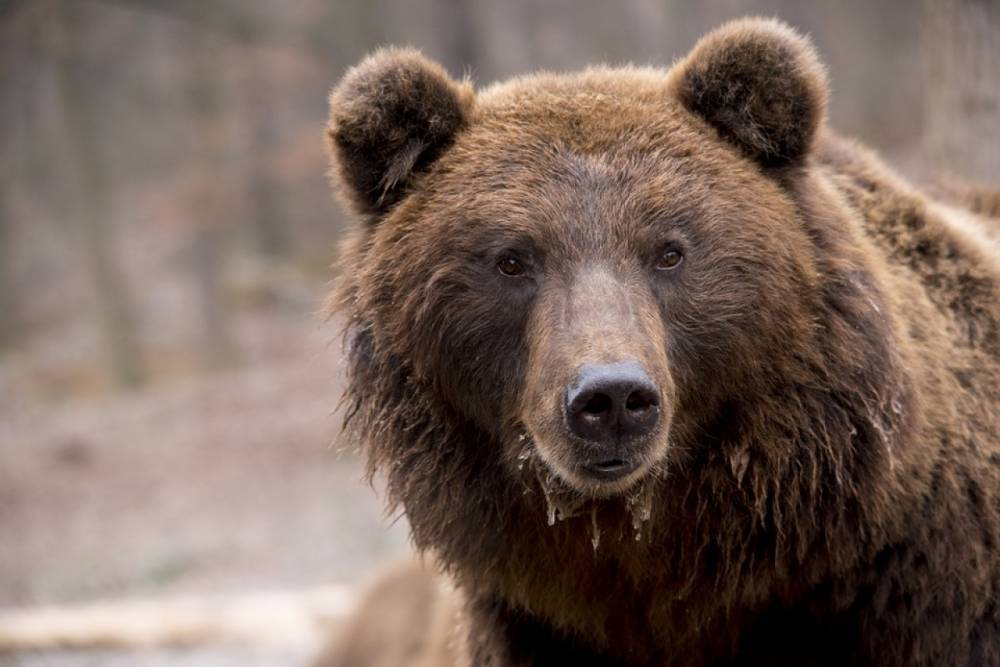Цирковой медведь напал на дрессировщика в городе Олонец из-за старческого недуга