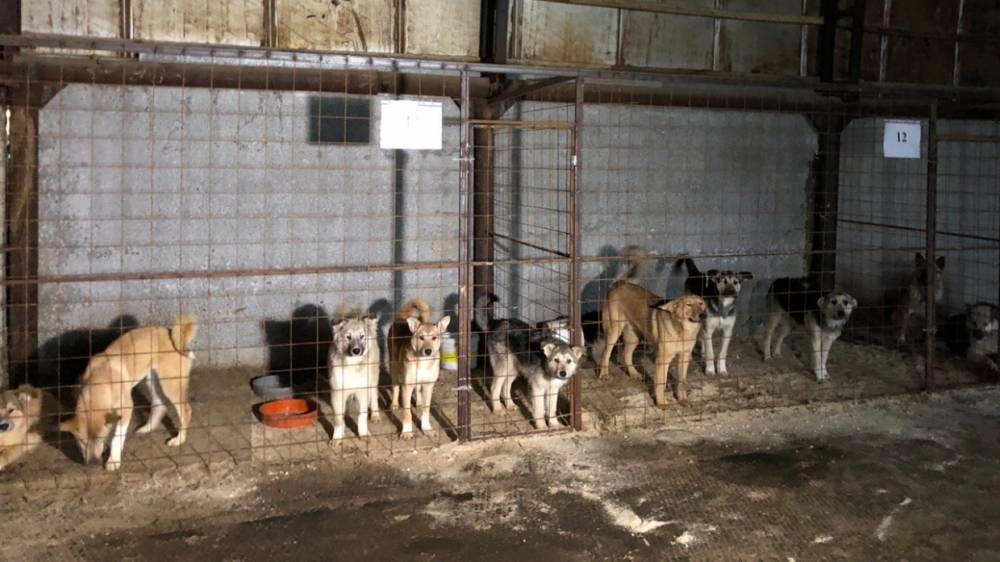 В Усинске будут «отлавливать» руководителей предприятий, где плодятся собаки