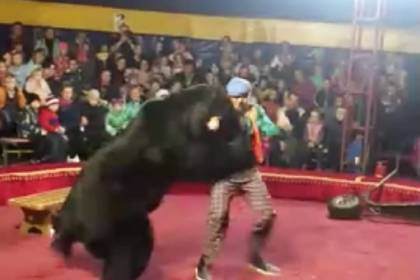 Названа причина нападения медведя на дрессировщика российского цирка
