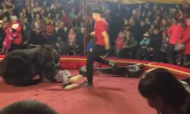 Видео: в Карелии медведь напал на дрессировщика во время представления