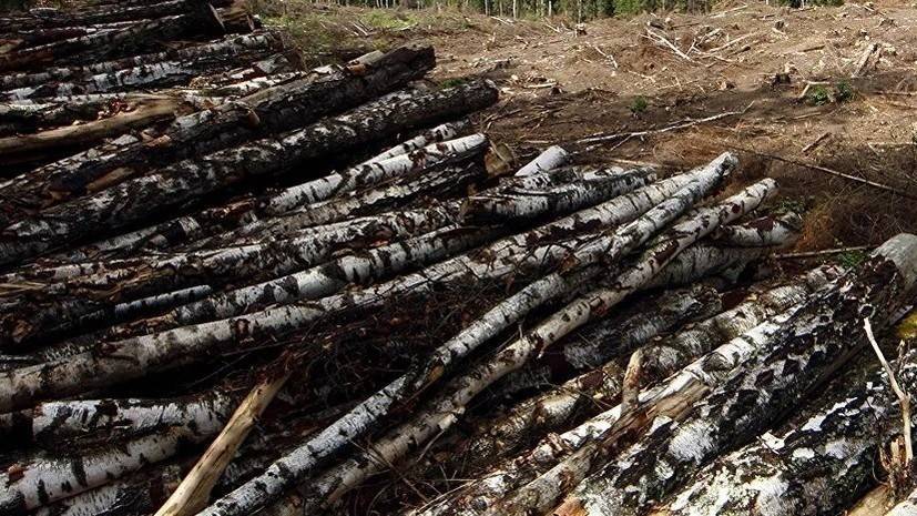 В Ленинградской области задержаны подозреваемые во взятке за незаконную вырубку леса