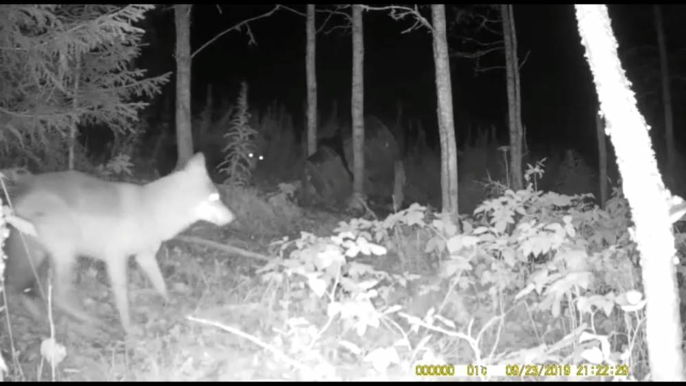 Камера охотпользователя засняла встречу волка с медведем вблизи села Челмужи