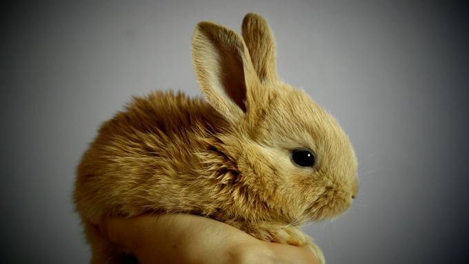 В Петербурге возбудили уголовное дело из-за жестокого убийства домашнего кролика
