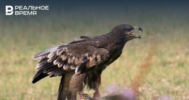 «Закинь орлу на мобилку»: птица, улетевшая в Иран, разорила сибирских орнитологов